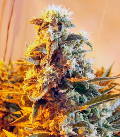 Семена сорта Skunk #1 reg (Dutch Passion)