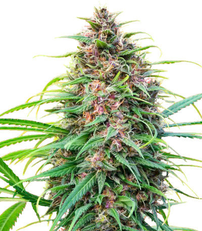 Семена сорта Fast N' Glorious reg