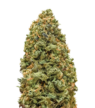 Семена сорта Bruce Banner (Monster Genetics)