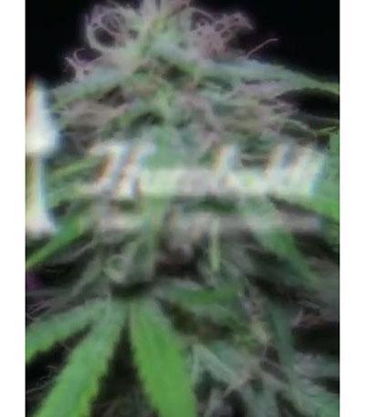 Семена сорта Chem Bomb Auto fem (Humboldt Seed Organization)