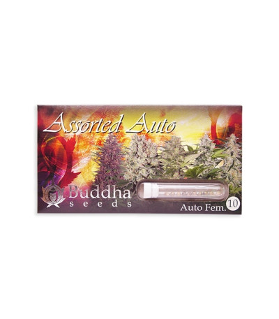 Микс семян конопли Buddha Assorted Auto