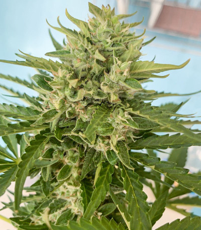 Семена сорта Auto White Widow fem (Victory Seeds)