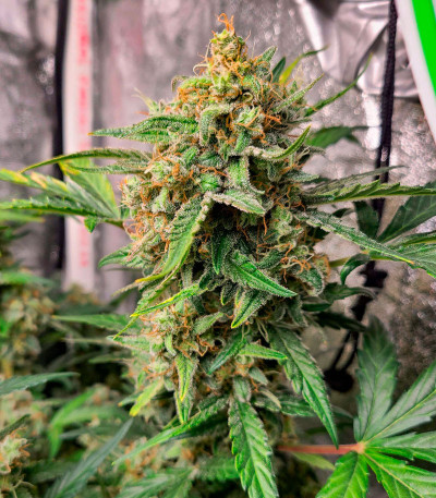 Семена сорта Crime Caramel 2 Auto fem (Семяныч)