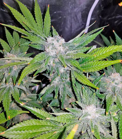 Семена сорта Northern Lights fem (00 Seeds)