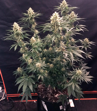 Семена сорта Strawberry Amnesia fem (Herbies Seeds)