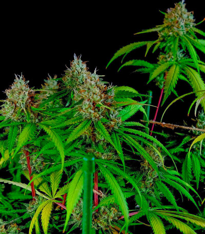 Семена сорта Utopia Haze fem (Barney's Farm)