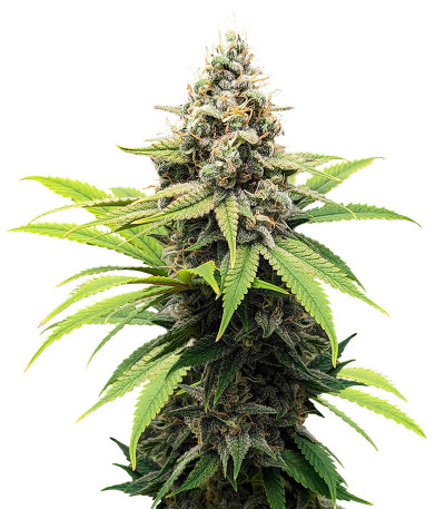 Семена сорта Wedding Crasher Auto fem (7CH Seeds & Advanced Seeds)