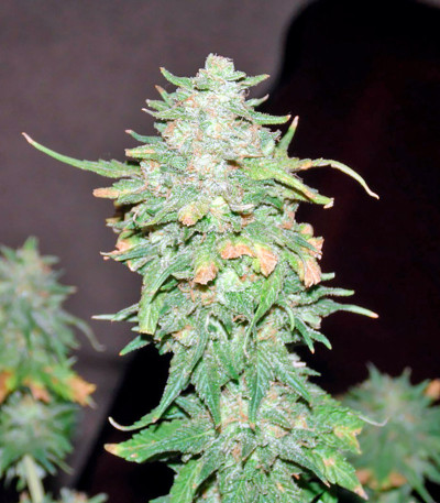 Семена сорта Afghan Kush X Yumbolt fem (World of Seeds)