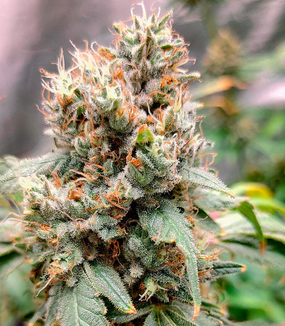 Семена сорта Gary Payton fem (Barney's Farm)