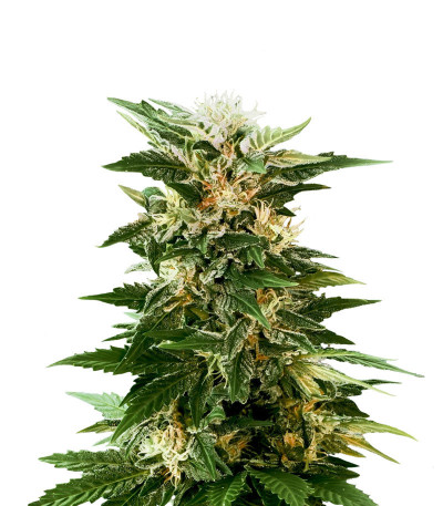 Семена сорта Kaya 47 fem (Advanced Seeds)