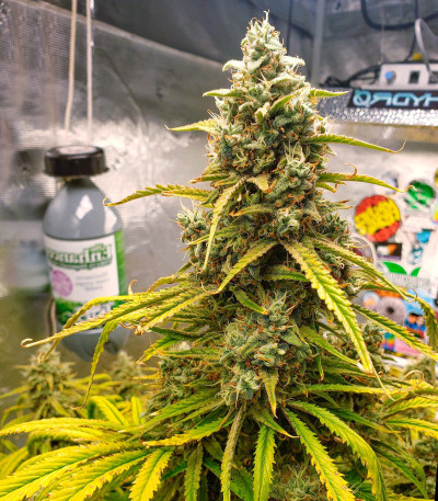 Семена сорта Strawberry Banana Auto fem (FastBuds)