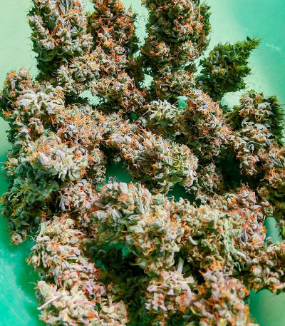 Семена сорта White Widow Auto fem (Семяныч)