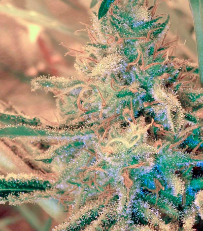 Семена сорта White Lemon fem (Strain Hunters)