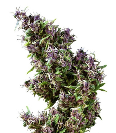 Семена сорта Purple Paro Valley fem