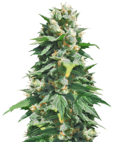 Семена сорта Santa Maria Auto fem (Sumo Seeds)