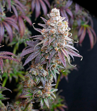 Семена сорта Lemon Drizzle fem (Barney's Farm)