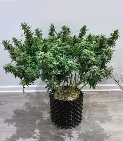 Семена сорта Monster Pebbles (Monster Genetics)