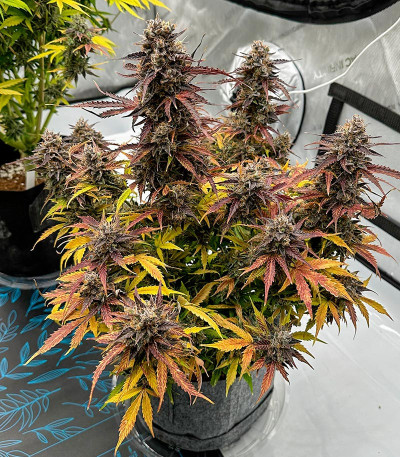 Семена сорта Moonshine Cookies fem (7CH American)