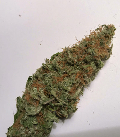 Семена сорта Gorilla Glue #4 fem (Original Sensible Seeds)