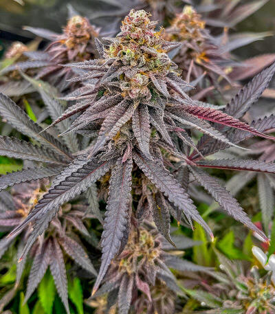 Семена сорта Insane OG