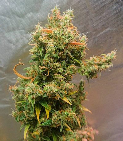 Семена сорта Mandarin Thuggee Auto fem (AlphaFem Seeds)