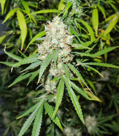 Семена сорта Mazar X fem (Семяныч)