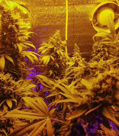 Семена сорта Super Skunk Auto fem (Семяныч)