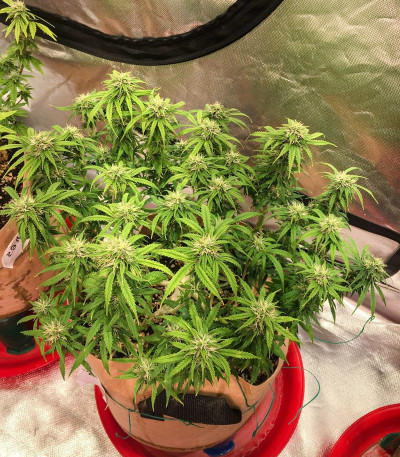 Семена сорта Auto Euforia fem (Dutch Passion)