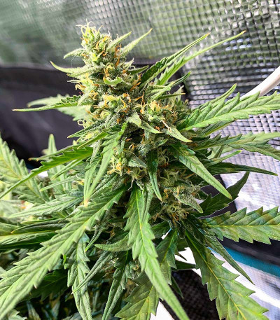 Семена сорта Auto Gorilla fem (00 Seeds)