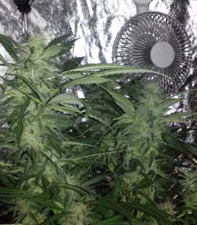Семена сорта Blue Power fem (Vision Seeds)