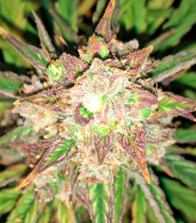 Семена сорта Fruit Punch Auto fem (Heavyweight Seeds)