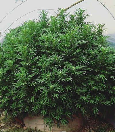 Семена сорта LA Ultra fem (Resin Seeds)