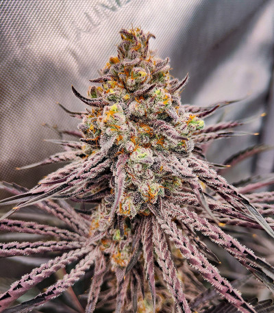 Семена сорта Lemon Cherry Gelato fem от Barney's Farm