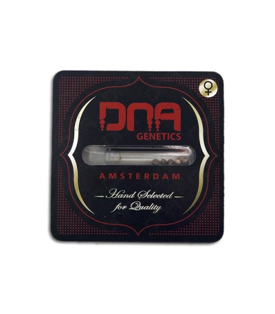 Семена сорта Lemon Skunk fem (DNA Genetics)