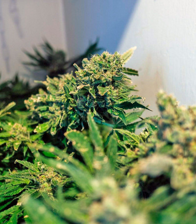 Семена сорта Jack Herer fem (Green House Seeds)