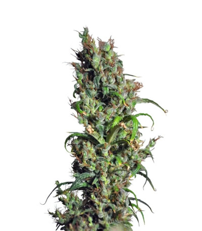 Семена сорта Eldorado fem (Nirvana Seeds)