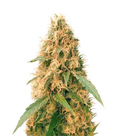 Семена сорта Jack Mist Tree fem (KFC Seeds)