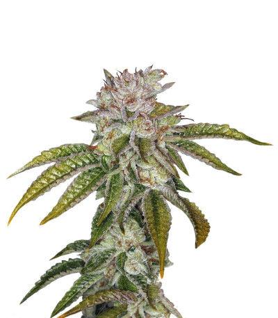 Семена сорта MK Ultra Kush fem