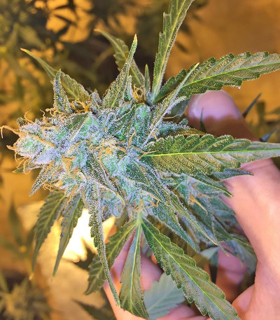 Семена сорта Californian Snow auto fem