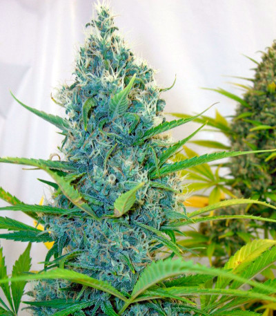 Семена сорта Exile fem (Serious Seeds)