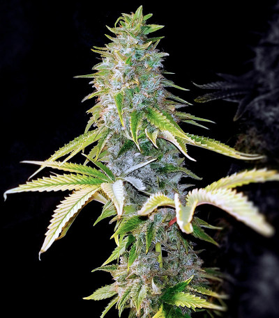 Семена сорта Satori fem (Mandala Seeds)