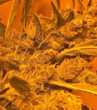 Семена сорта SexBud fem (Female Seeds)