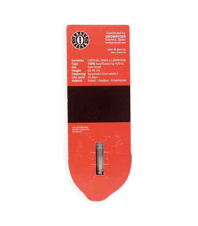 Семена сорта Auto MASS fem