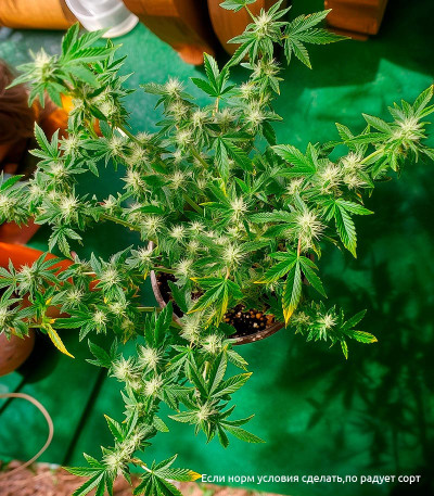 Семена сорта Dos Si Dos 33 fem (Barney's Farm)