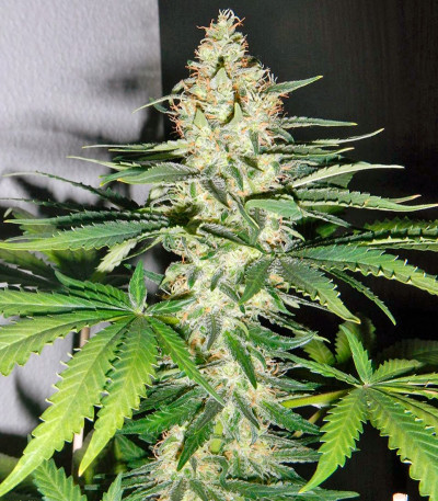 Семена сорта Utopia Haze fem (Barney's Farm)