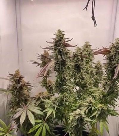 Семена сорта Lemon Cherry Gelato fem от Barney's Farm