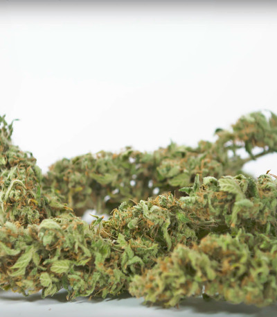 Семена сорта Sour Diesel Autoflowering fem (Dinafem Seeds)