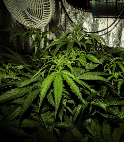 Семена сорта Sweet Valley Kush fem (Green House Seeds)