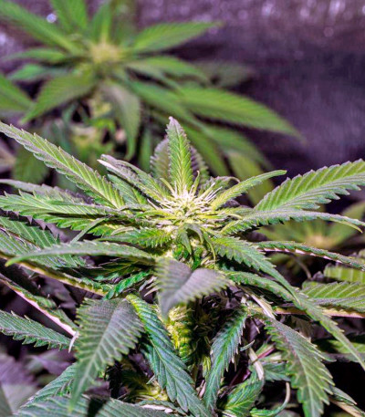 Семена сорта Sweet Tooth #1 fem (Barney's Farm)