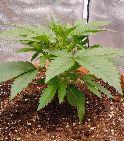 Семена сорта Sweet ZZ Automatic fem (RQS)